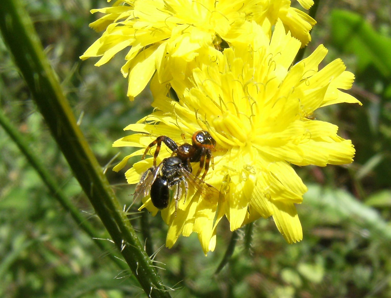 Thomisus onustus